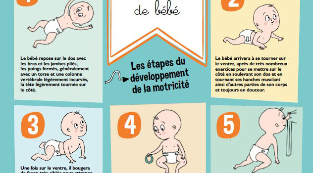 Infographie : les différentes étapes de bébé