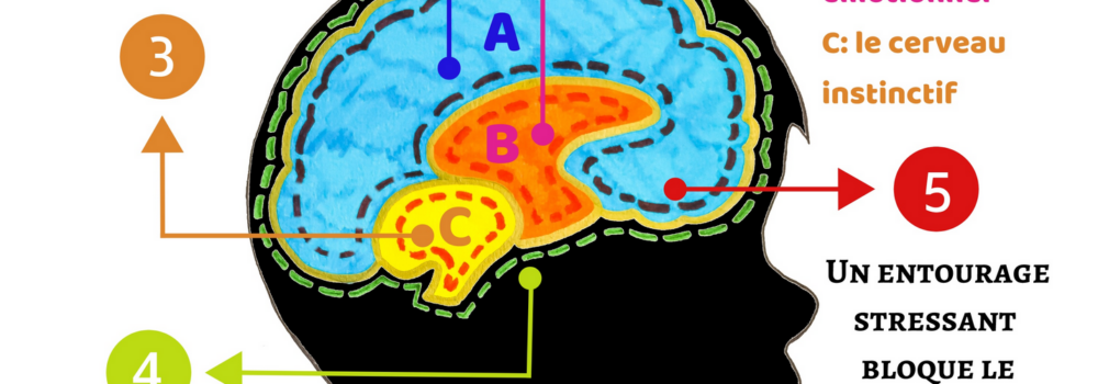 Cinq lois (méconnues) du cerveau de l’enfant