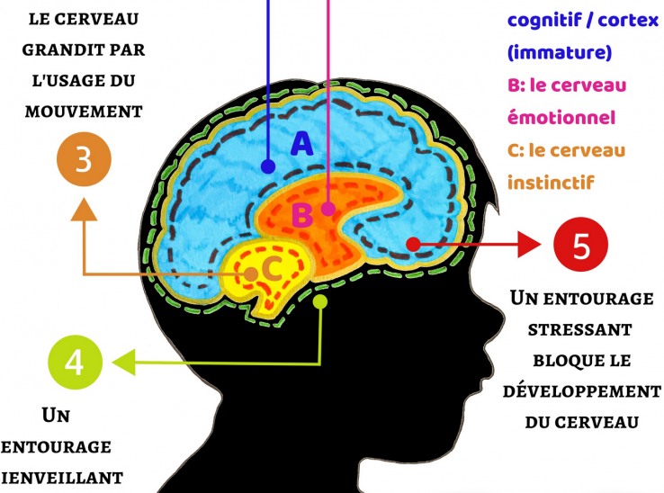 Cinq lois (méconnues) du cerveau de l’enfant